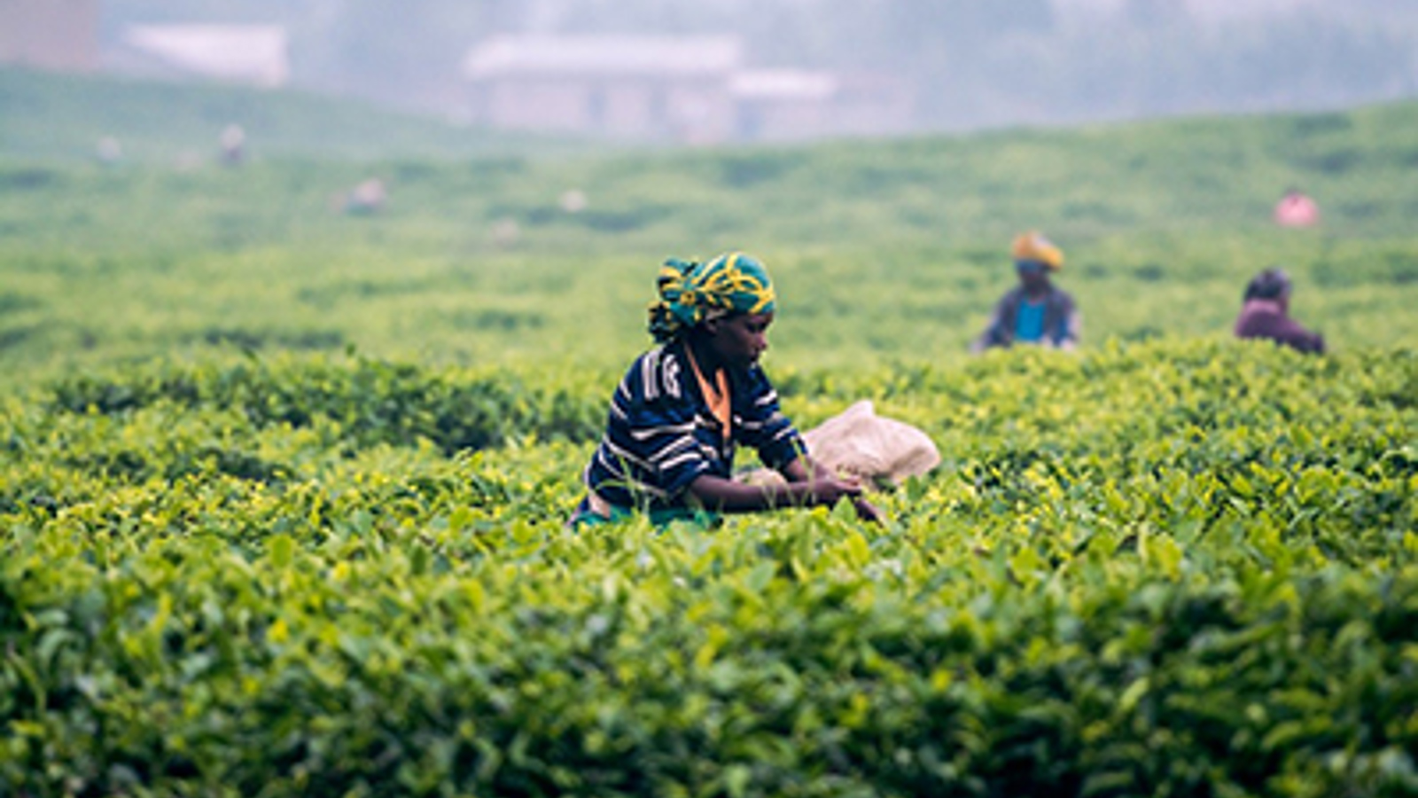 lady picking tea leaves